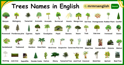 list of trees names that are similar to eath other